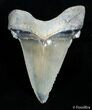 Beautifully Serrated Angustiden Tooth - Inches #2898-2